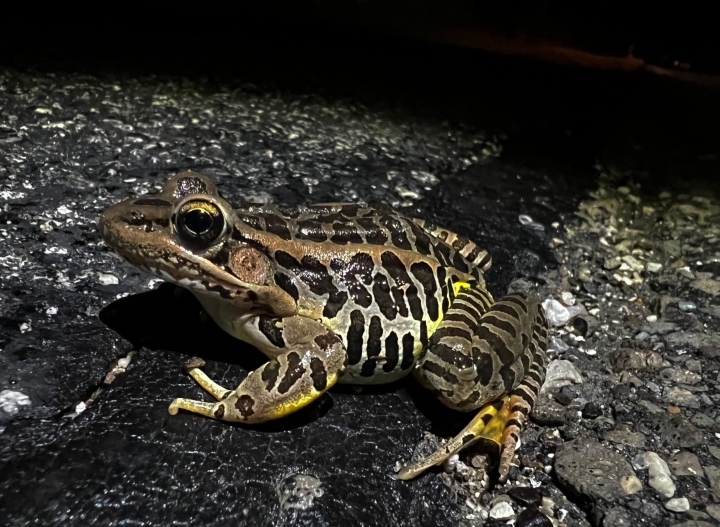 Pickerel Frog